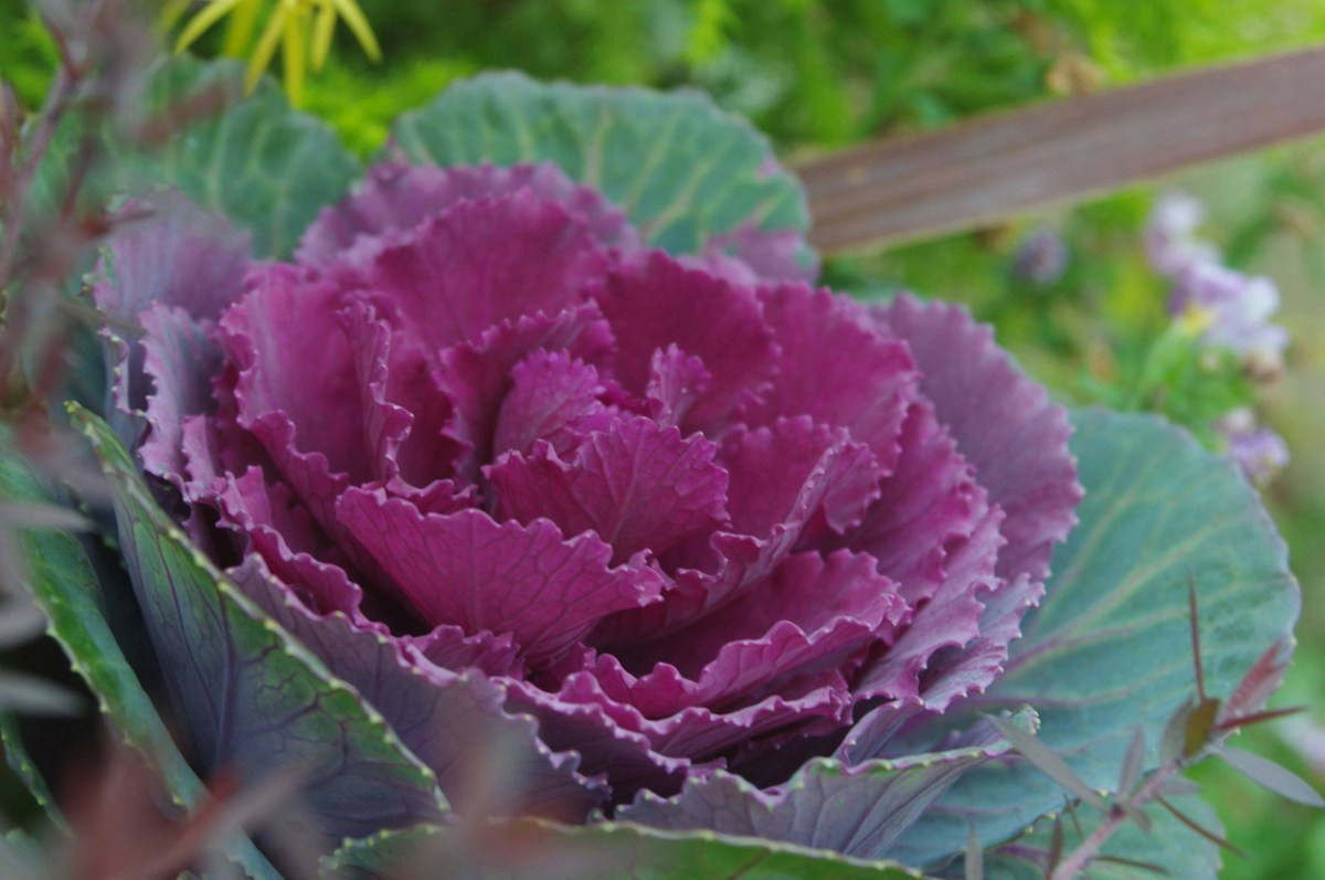 Ornamental cabbage rosettes in cream, pink and purple