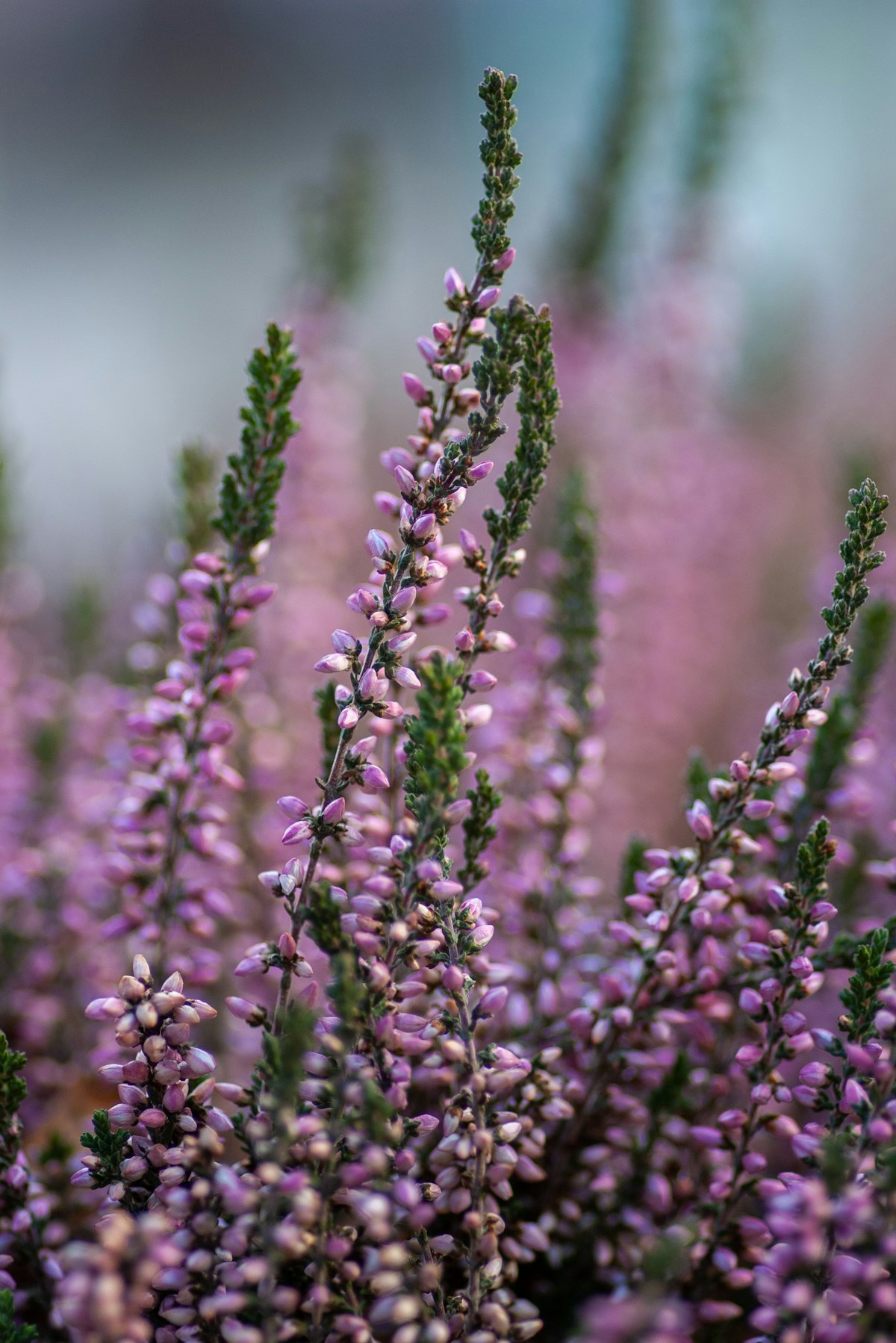 Winter flowering heather covered in small pink bells