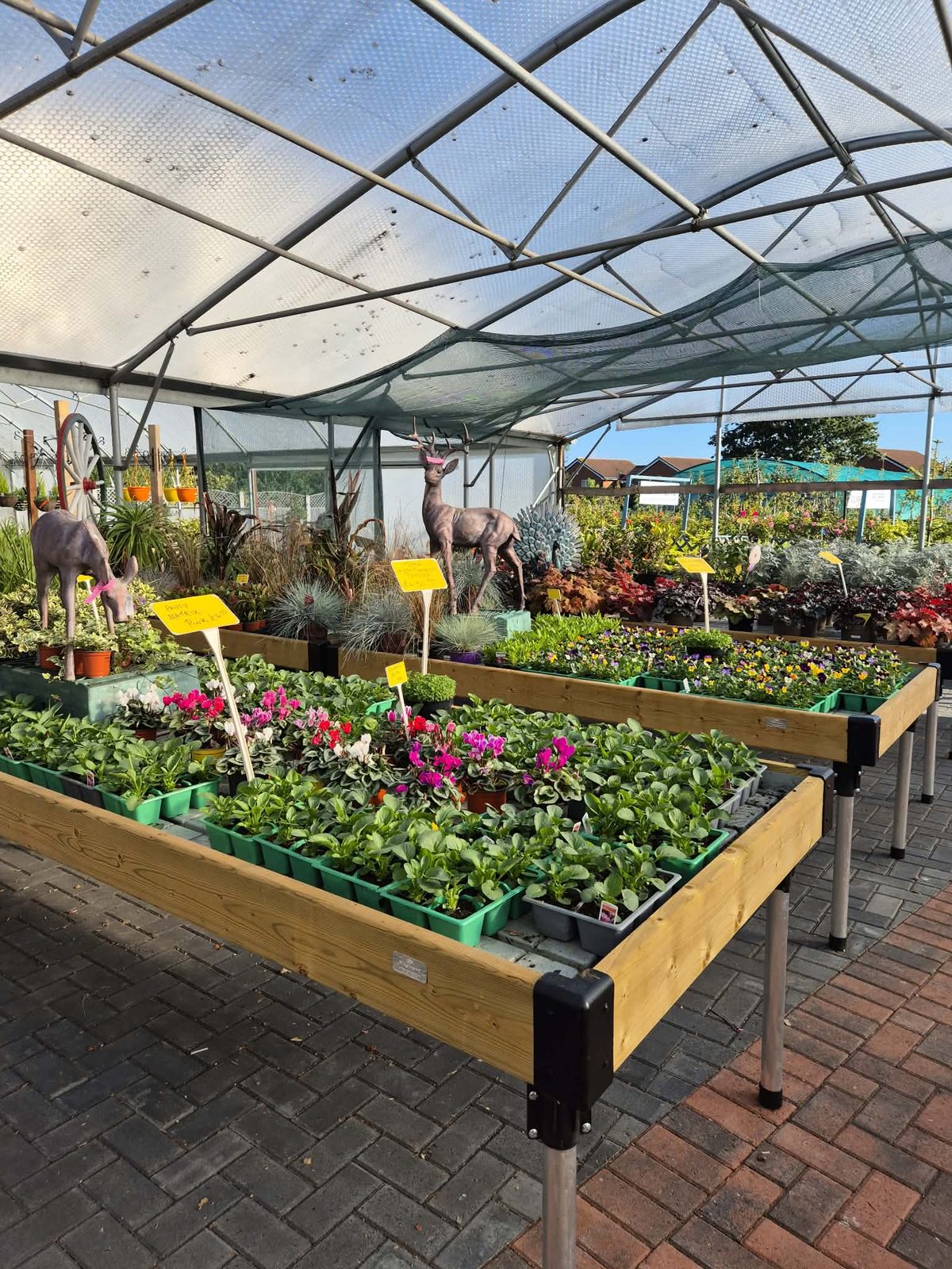 Autumn bedding trays filling the polytunnel at Orchard Nurseries