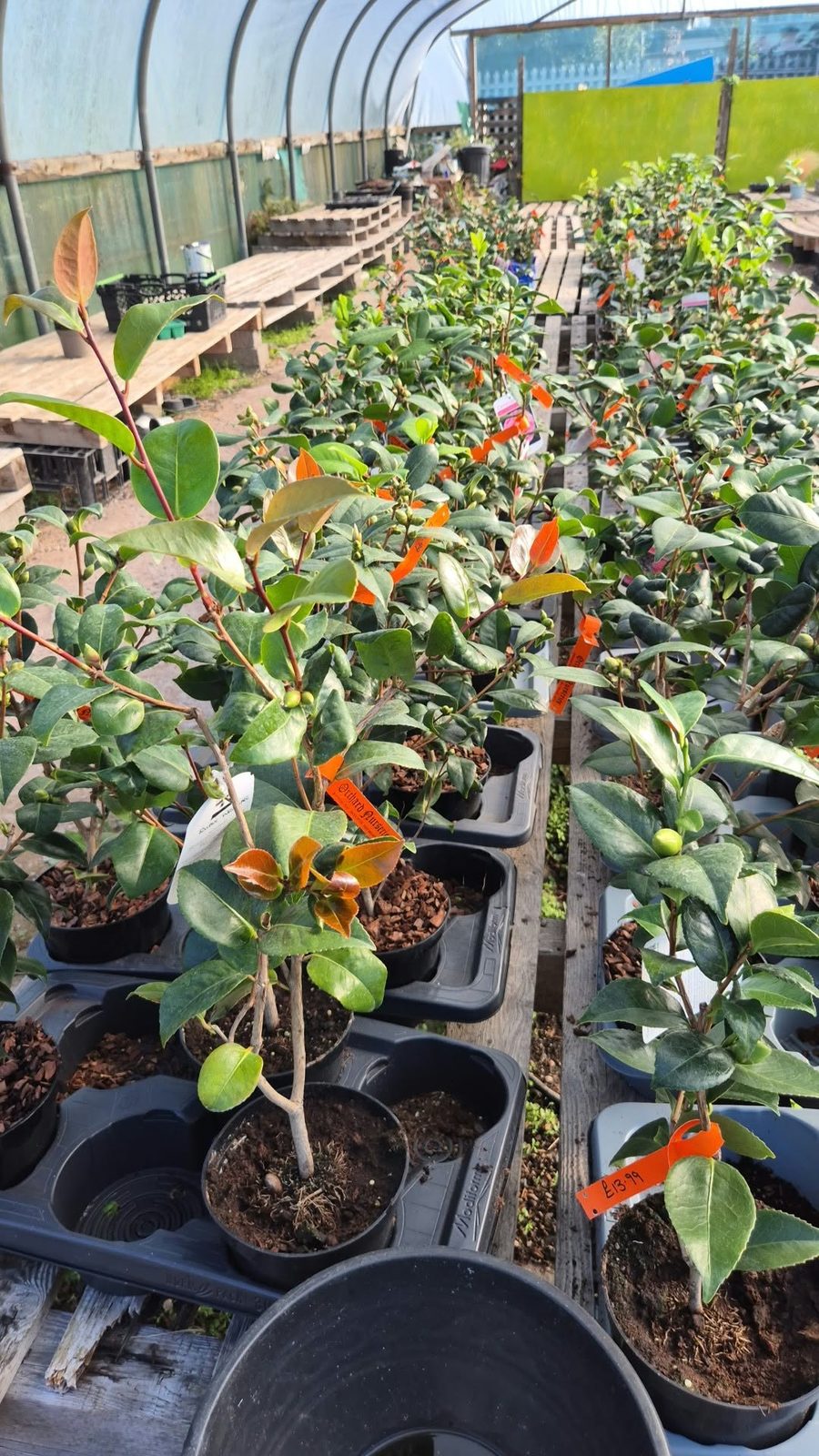 Young camellia plants in the polytunnel at Orchard Nurseries
