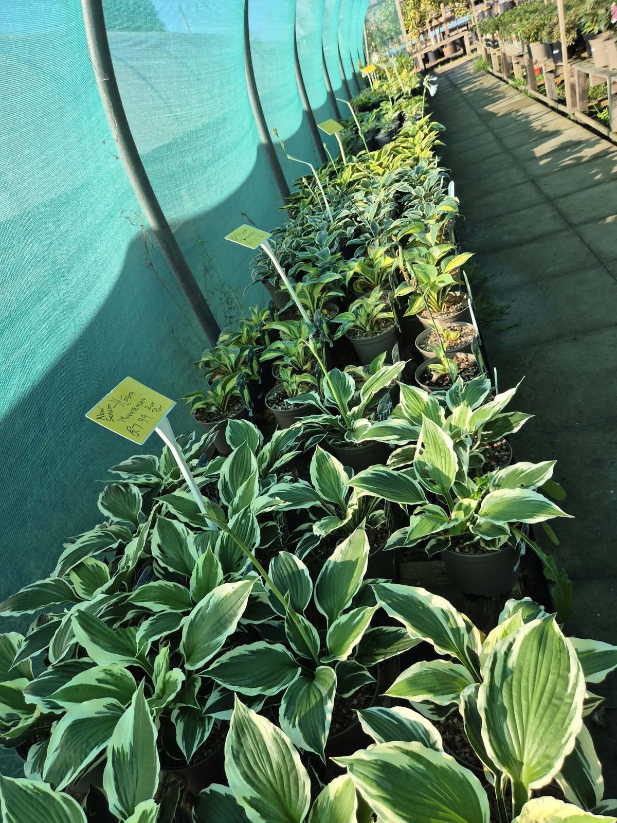 Hostas in the shade tunnel at Orchard Nurseries
