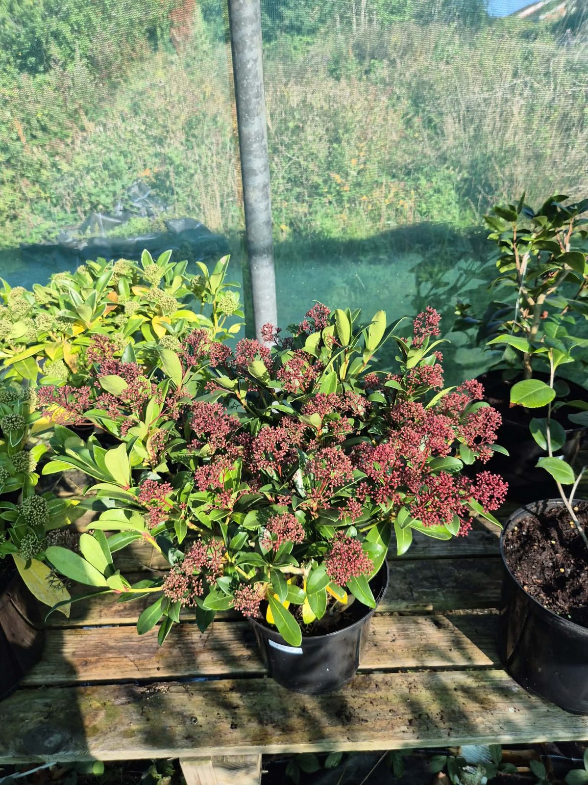 Skimmia japonica Rubella with tight clusters of red buds, on the bench at Orchard Nurseries